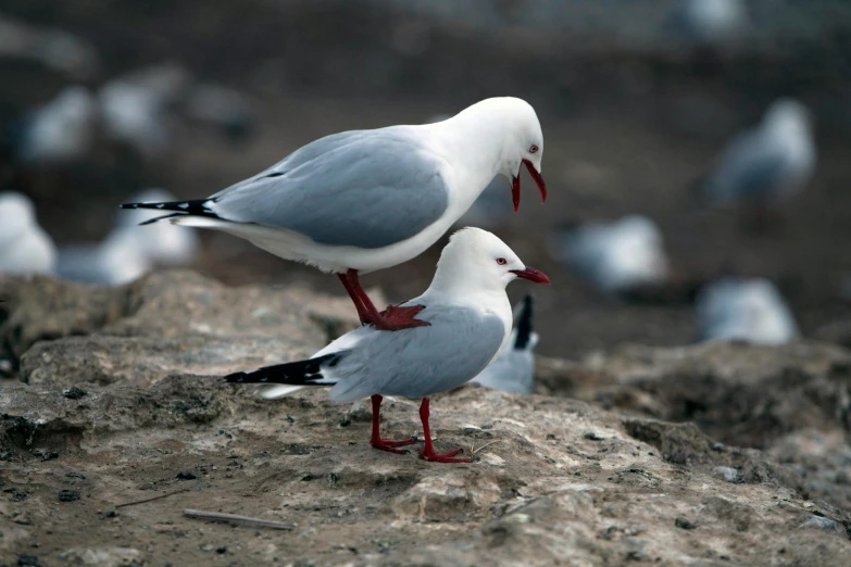 a couple of birds standing on top of a rock