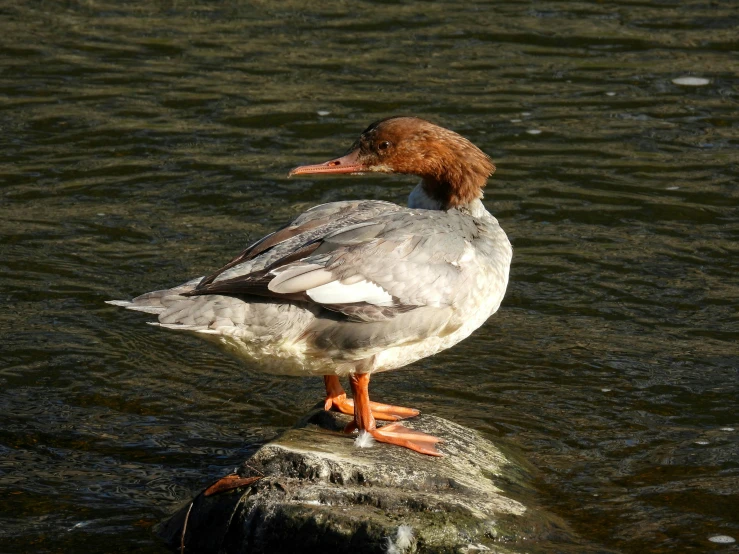 a seagull standing on the edge of a rock in the water