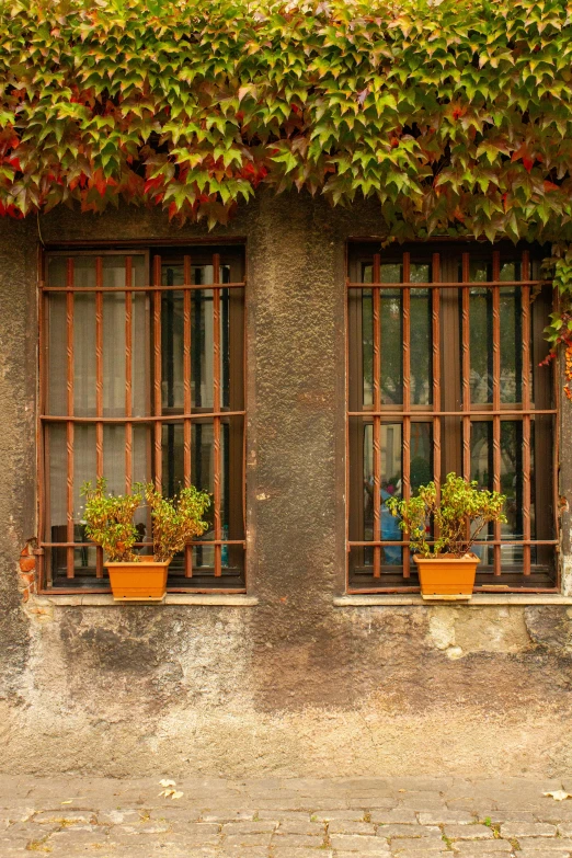 two windows with plants in them are displayed outside