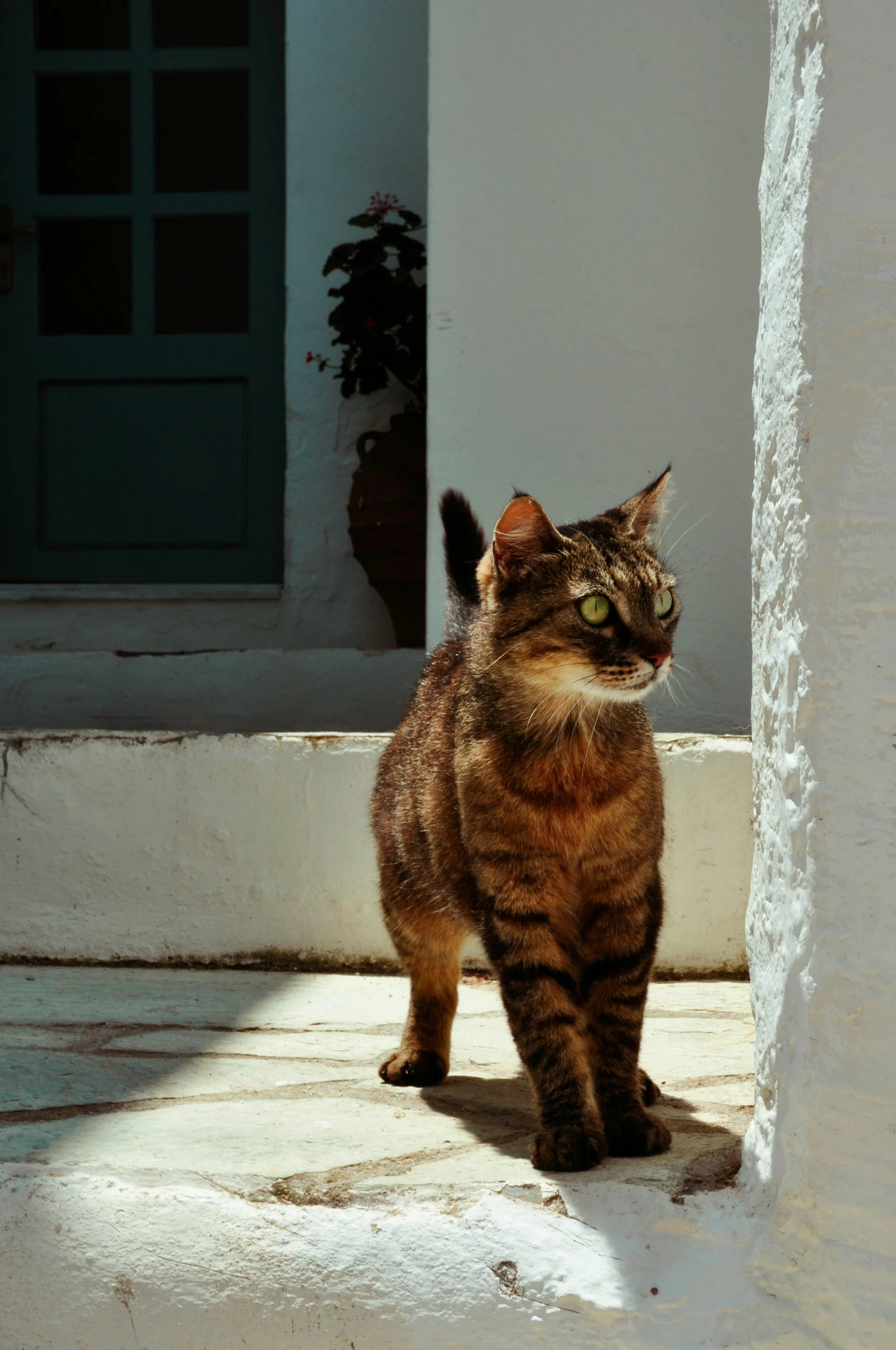 a very cute cat standing on the side of a building