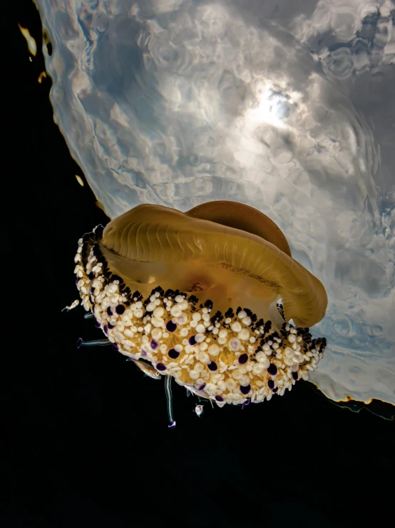 the large jellyfish is under water on a rock