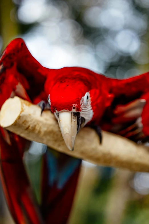 two red parrots one is holding on to a tree nch