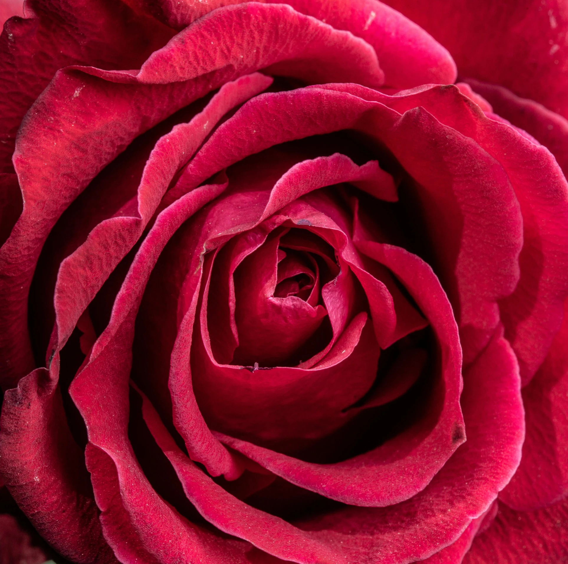 close - up s of the petals of a red rose