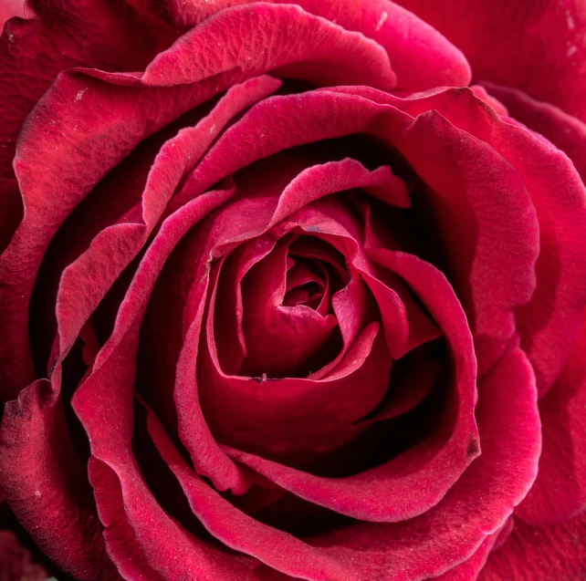 close - up s of the petals of a red rose