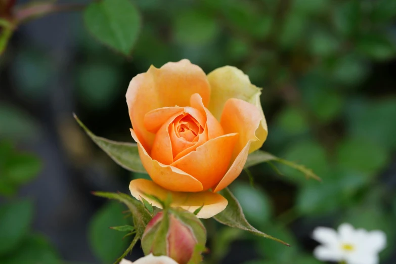 an orange rose with green leaves and flowers