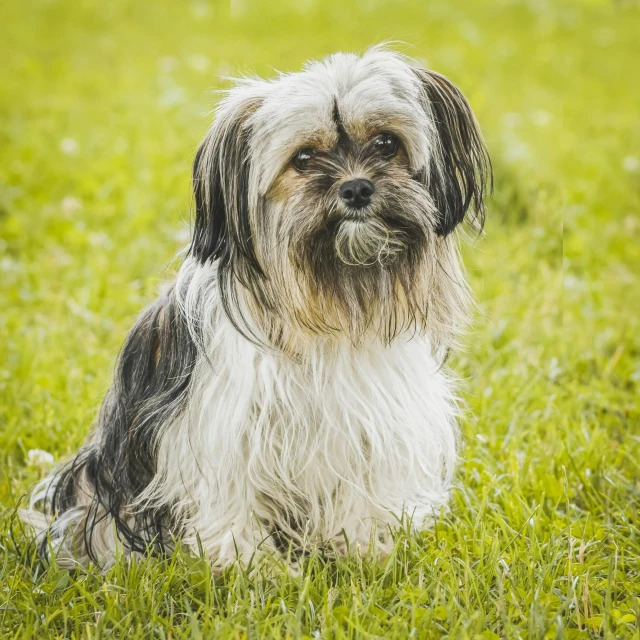 a dog sits in the grass with a concerned look on his face