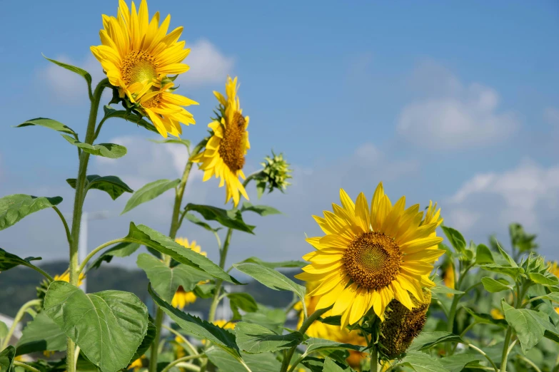 a sunflower stands ready to bloom against a blue sky