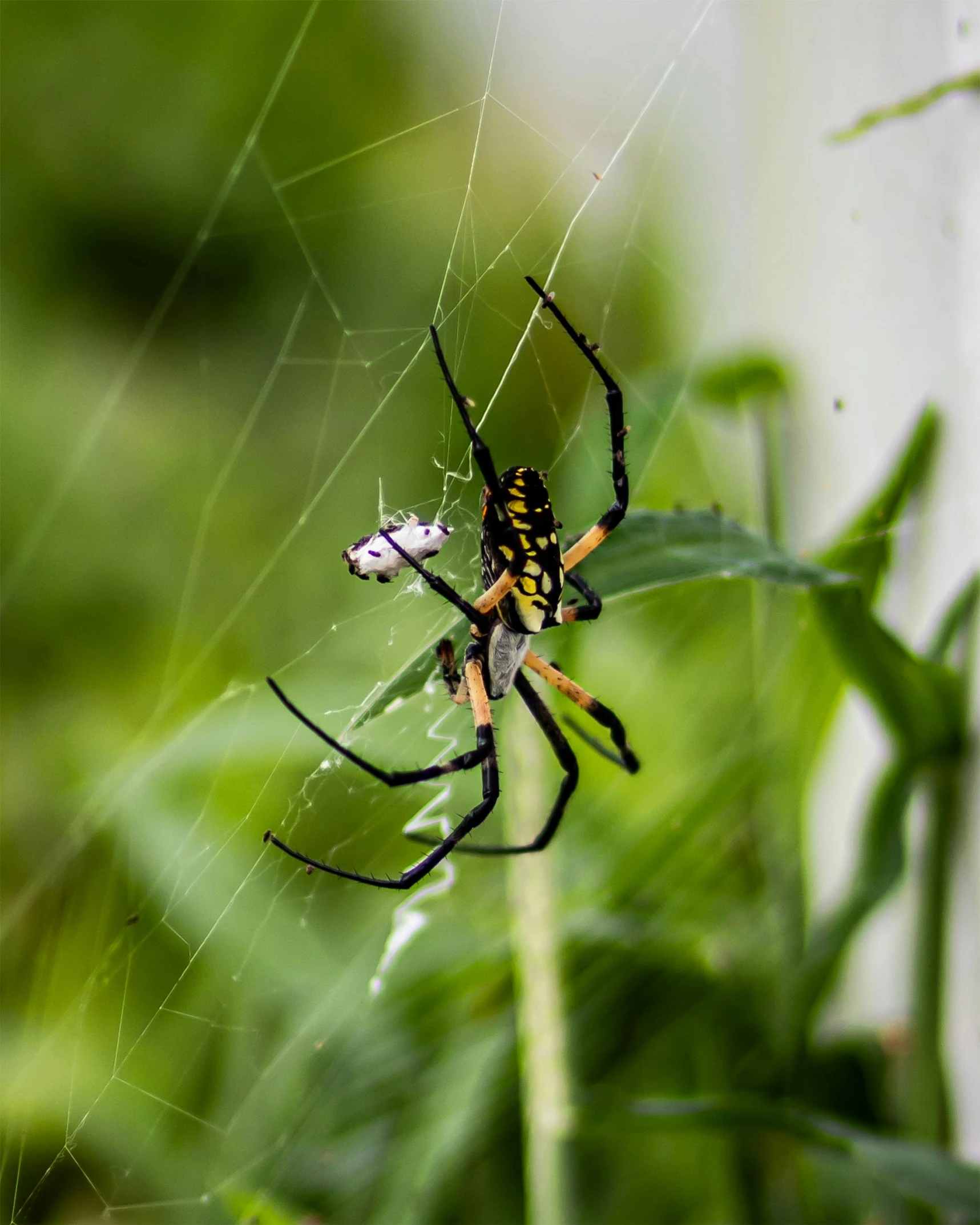 a yellow and black spider and its prey on a plant