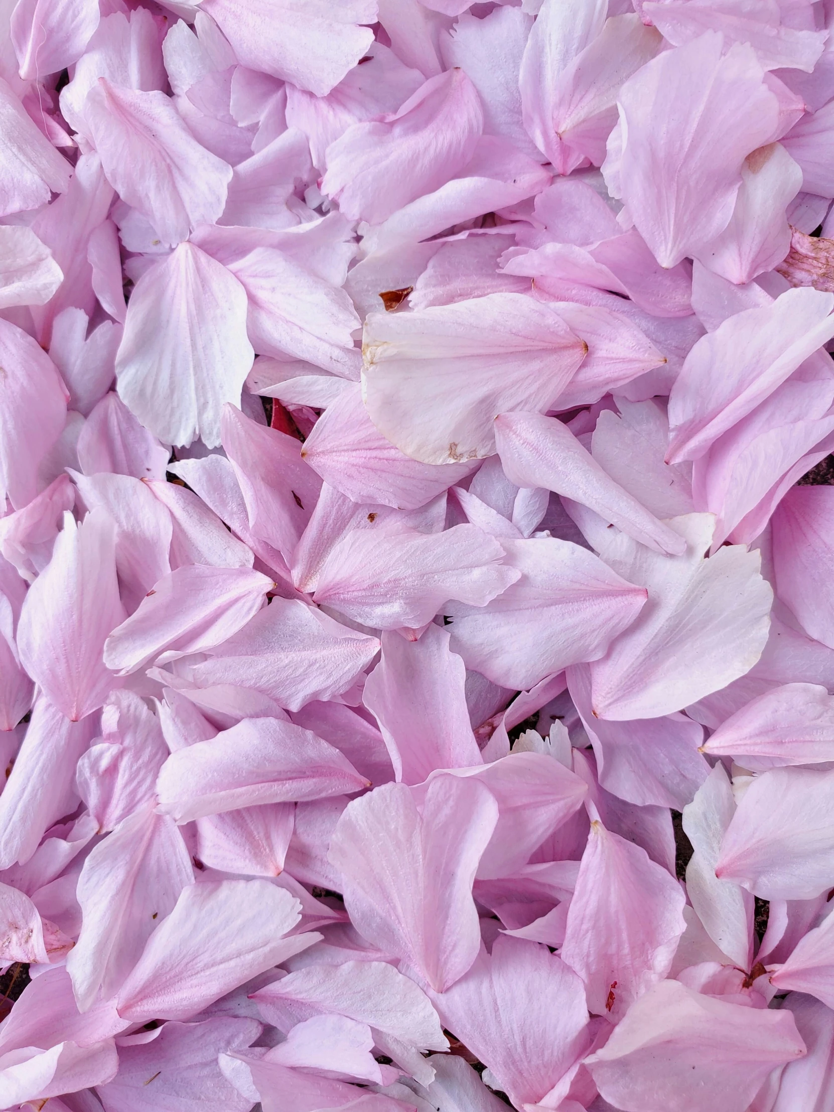 a large amount of pink petals on display