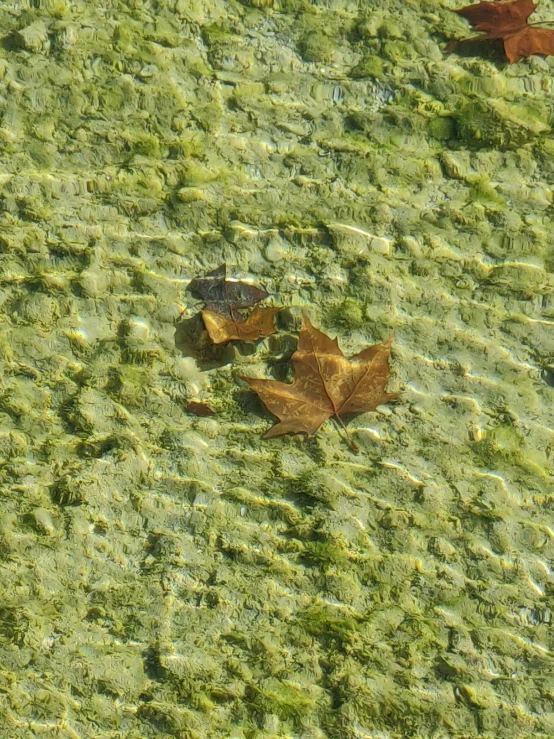 several green leaves sitting in the water with a little bit of stuff