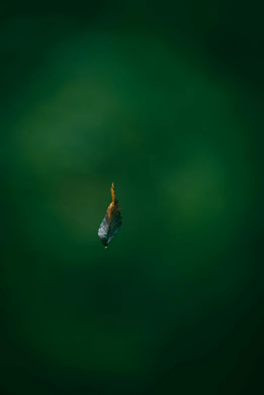 a bird flying in the sky with a light green background