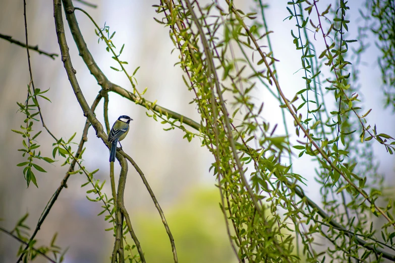 a small bird perched on a nch in the wild