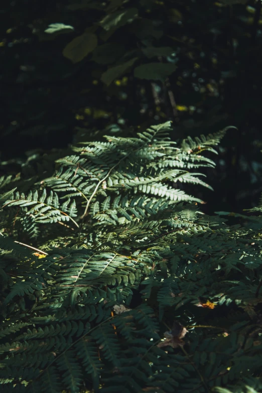 a close up view of an entire leafy plant