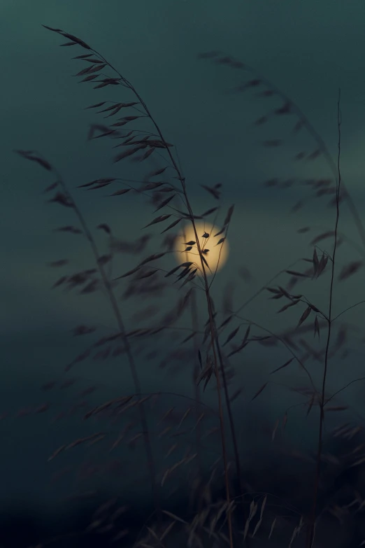 a full moon and some reeds on a dark night
