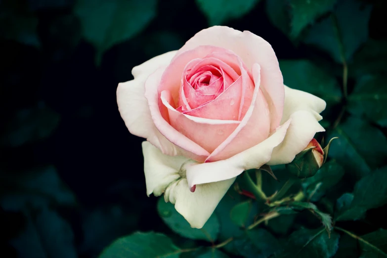 a pink rose blooming in a garden