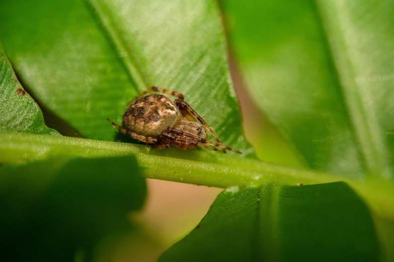 a close up s of a spider in the leaf