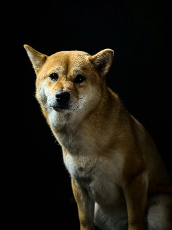 a close up of a dog with a dark background