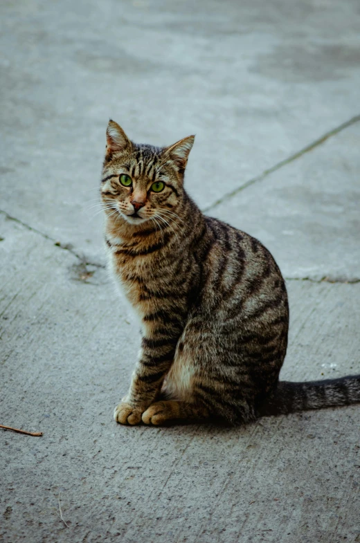 a cat sitting on the ground in the sun