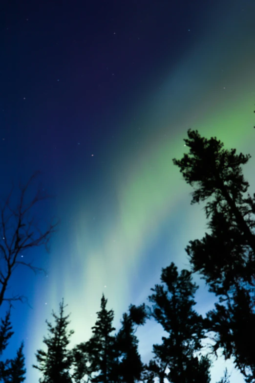 a green, yellow and blue aurora bore over the forest