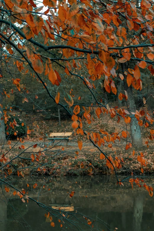 the tree has red leaves and orange berries