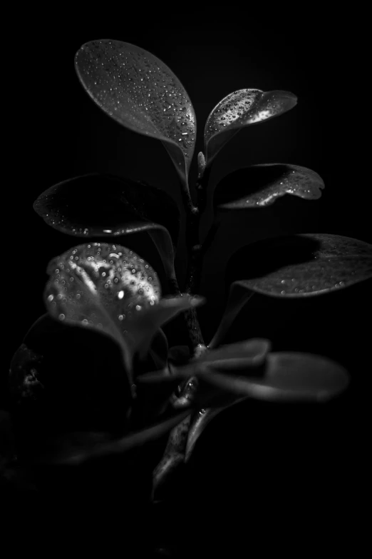 the leaves and nches are covered with dew