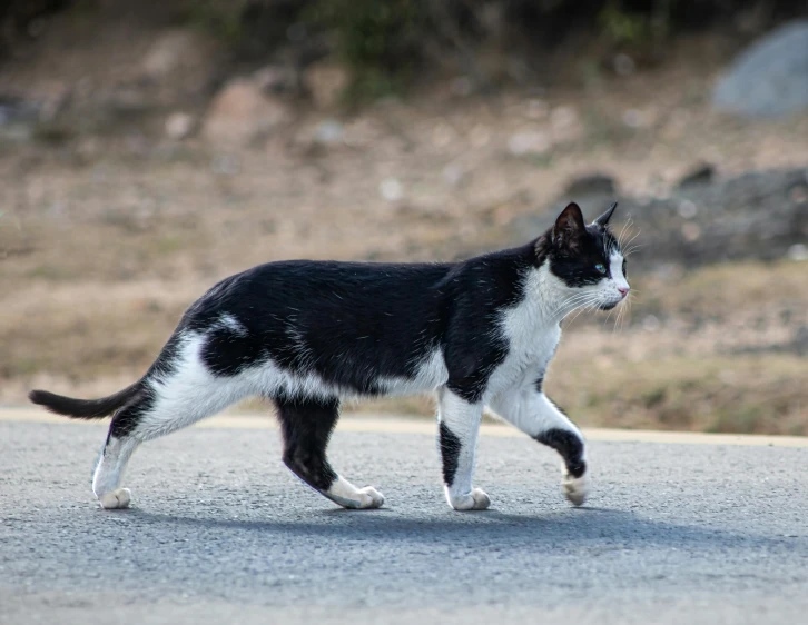 a cat is walking in the middle of the road