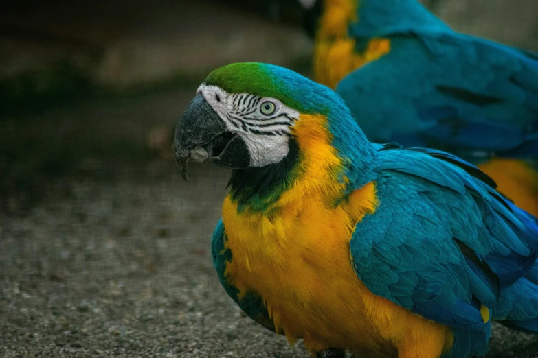 two parrots walking on the ground with one looking down
