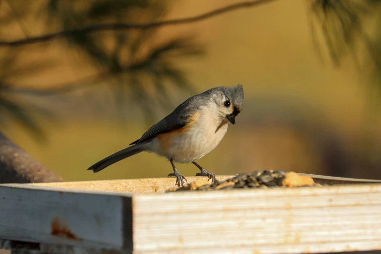 a bird sitting on a wooden post outside