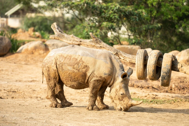 rhinoceros have long horns and thick trunks that attach them to a rock