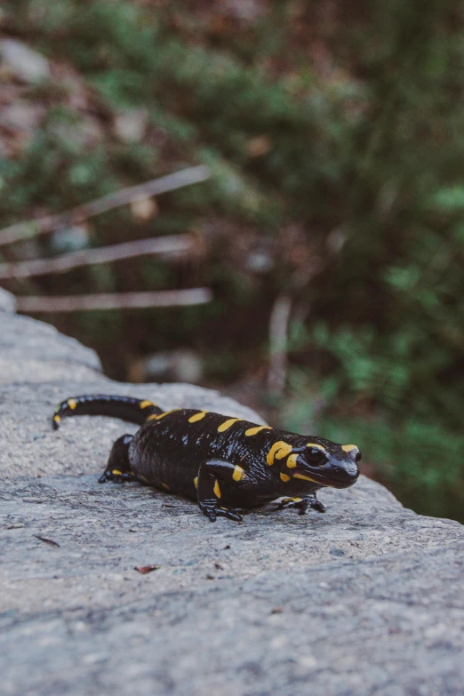 a small lizard is sitting on some concrete