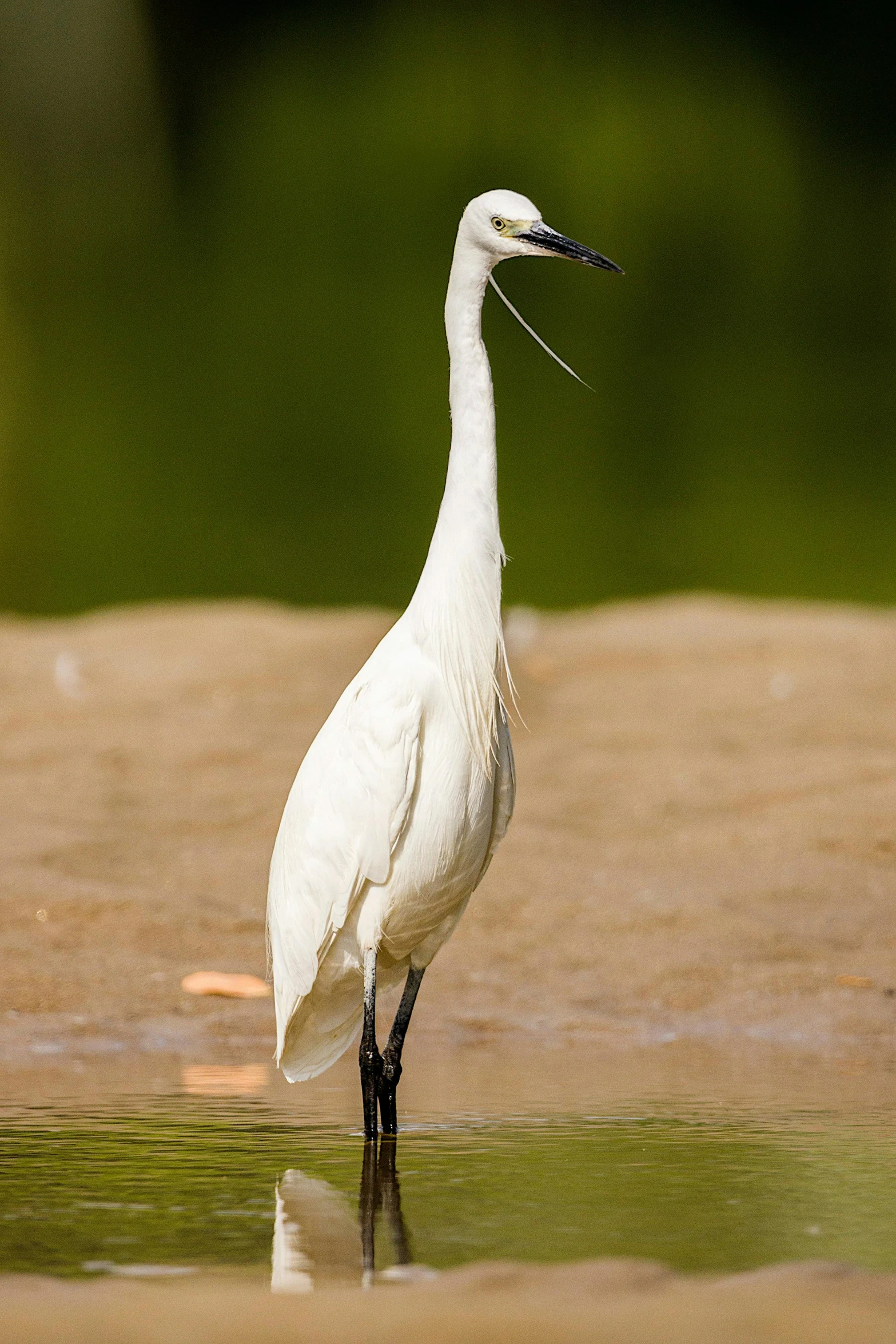 a crane standing in shallow water on top of the beach