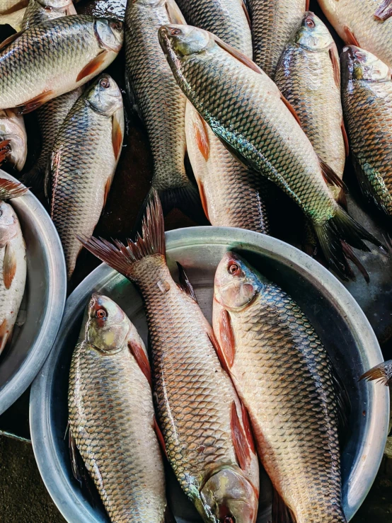 fish are on display in plastic dishes for sale