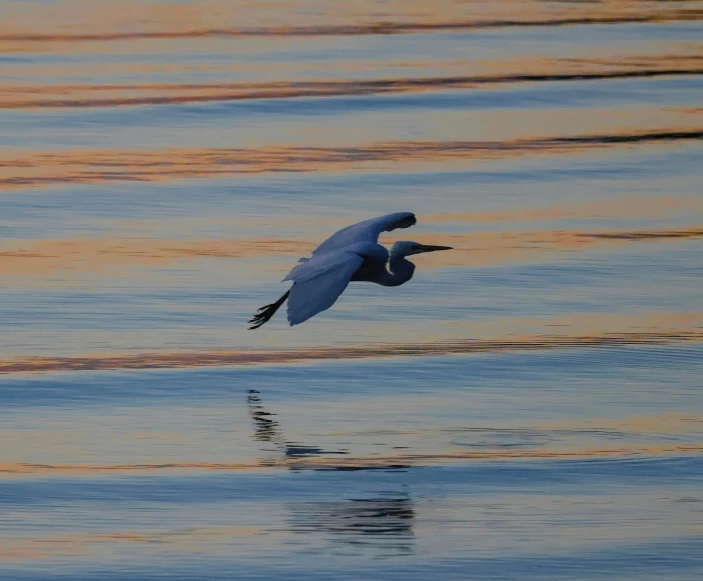 a bird flies over the water with it's wings outstretched