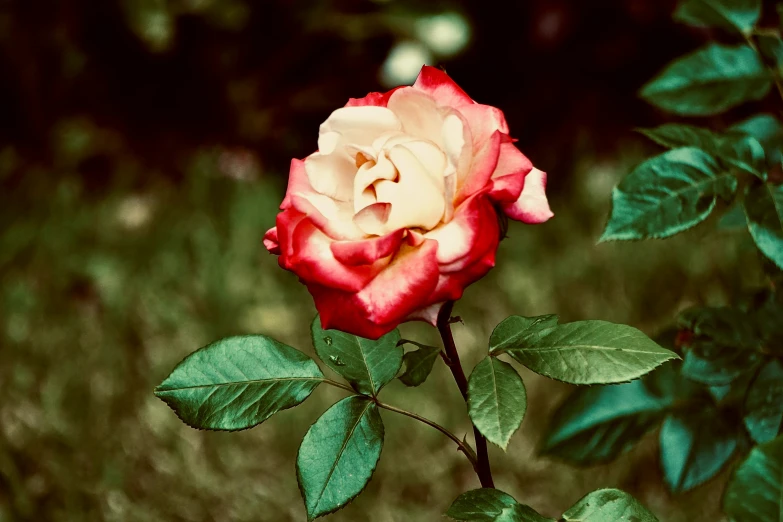 a red rose with white centers on green leaves