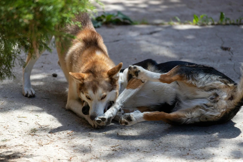 a dog laying down on the ground with it's paw in its mouth