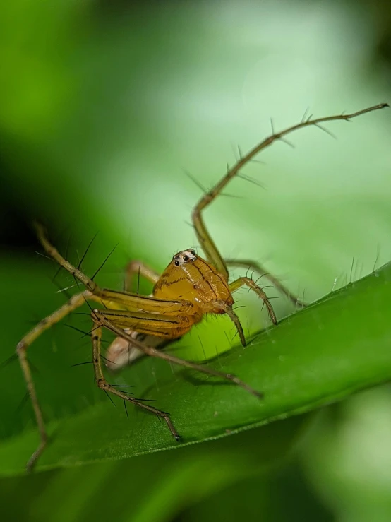 a mosquito on a green leaf with the other insect nearby