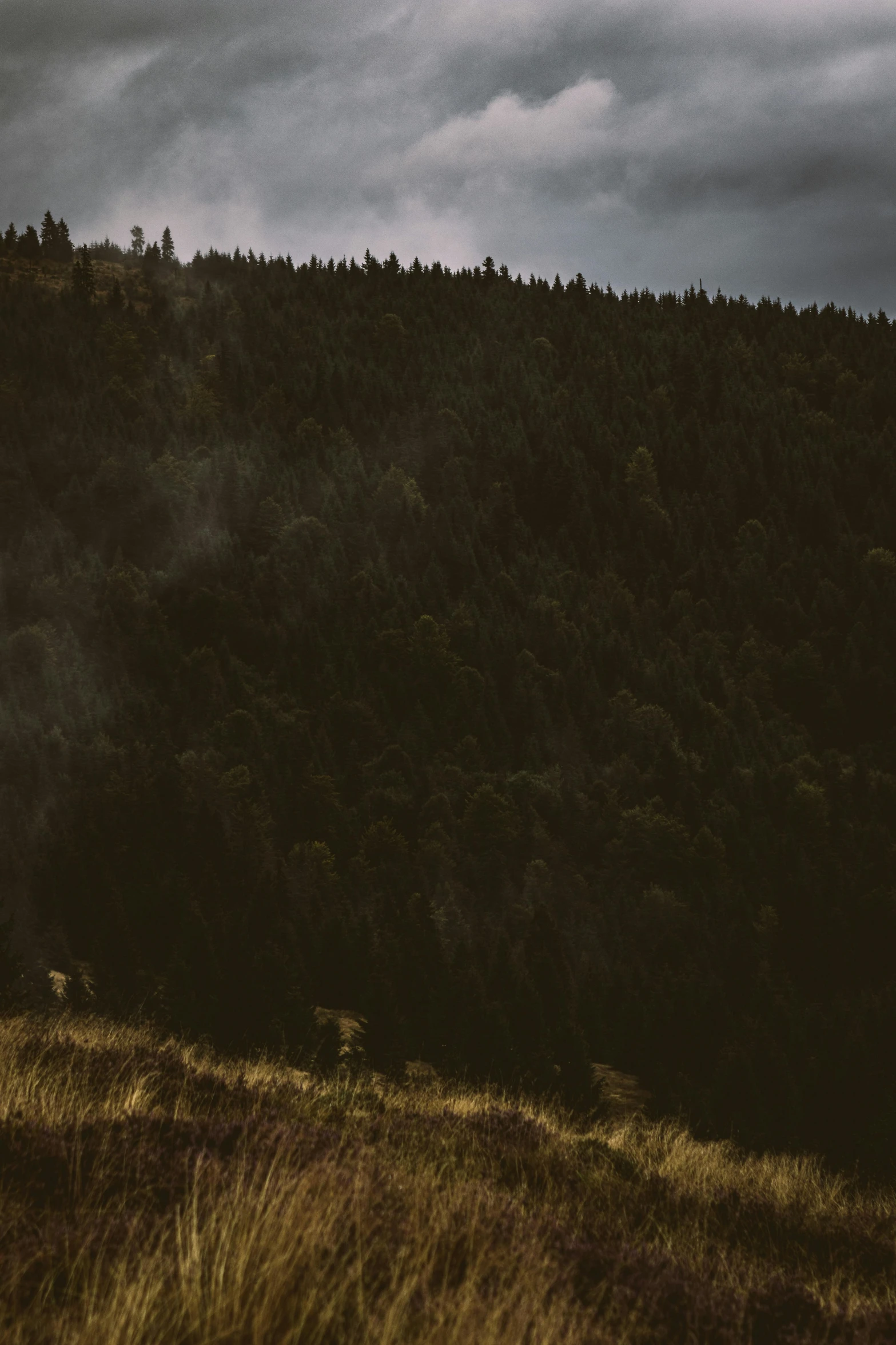 a field with trees and grassy hills near by