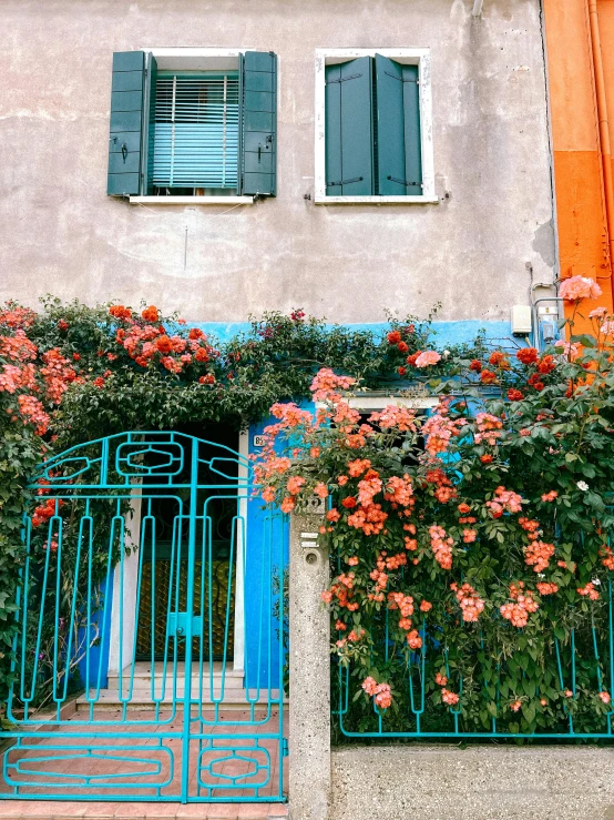 red flowers growing on a stucco house with blue doors