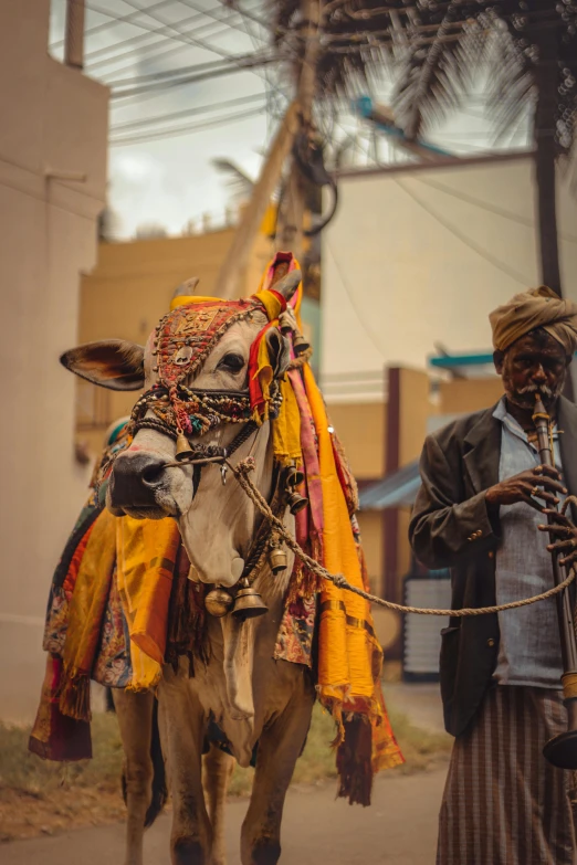 the man is next to his cow with an indian style outfit