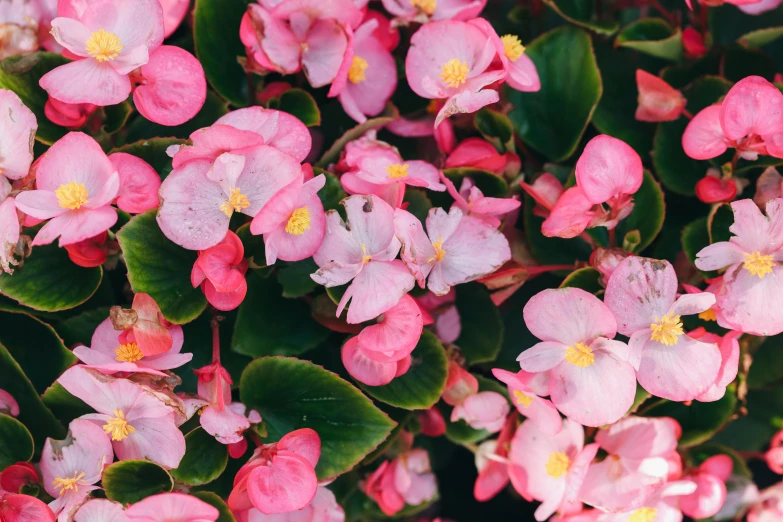 small flowers are blooming on the side of a bush