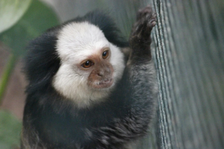 a white and black monkey with his arm raised