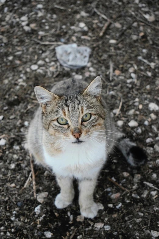 a cat sitting on top of a dirt field