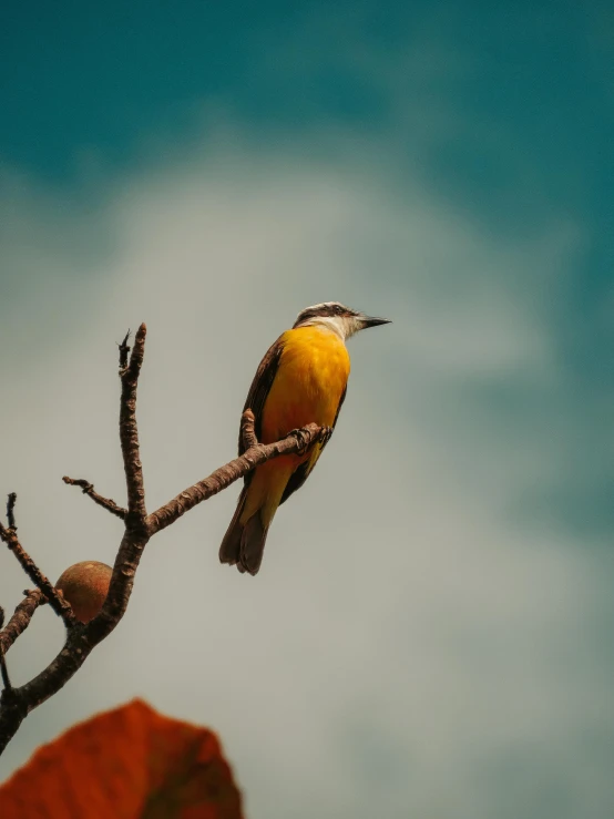 a bird sits on top of a tree nch