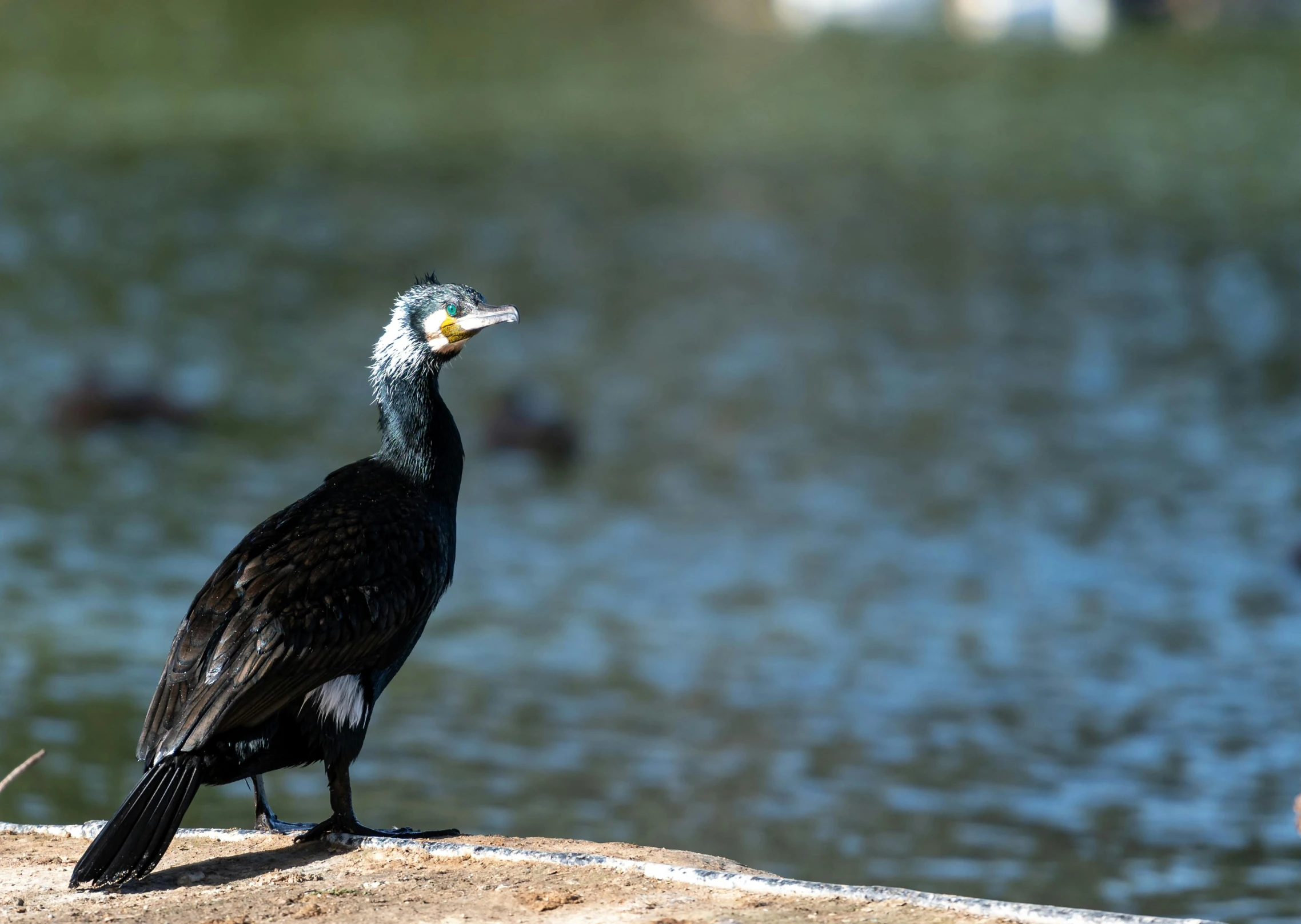 a black bird with a white head and a long beak stands on the ground near water