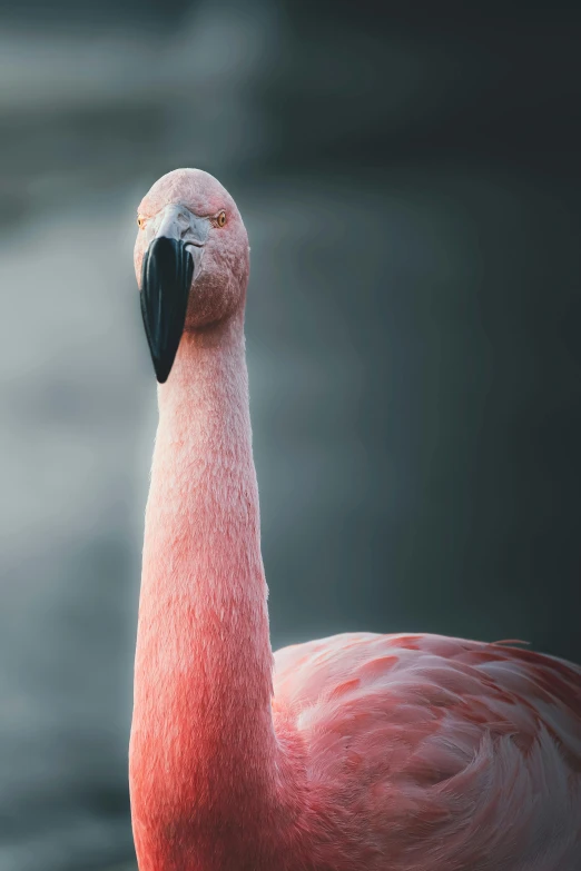 a flamingo stands alone in the water