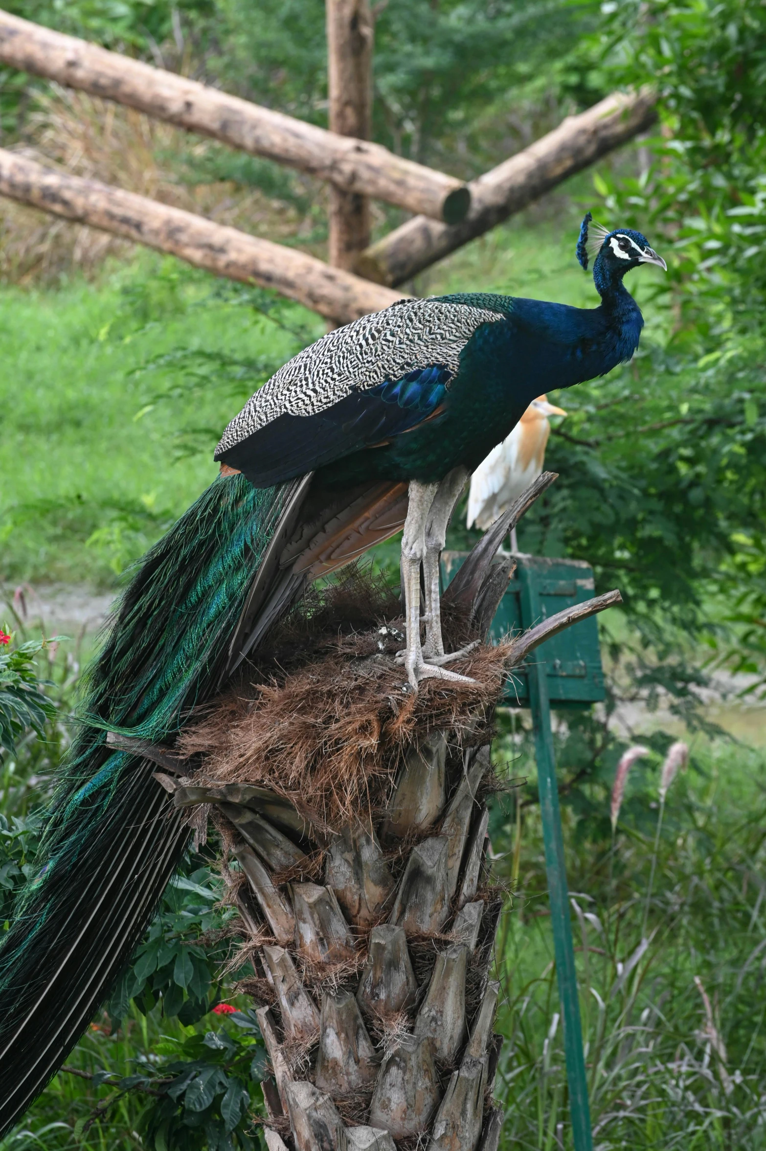 two peacocks sit on top of a palm tree