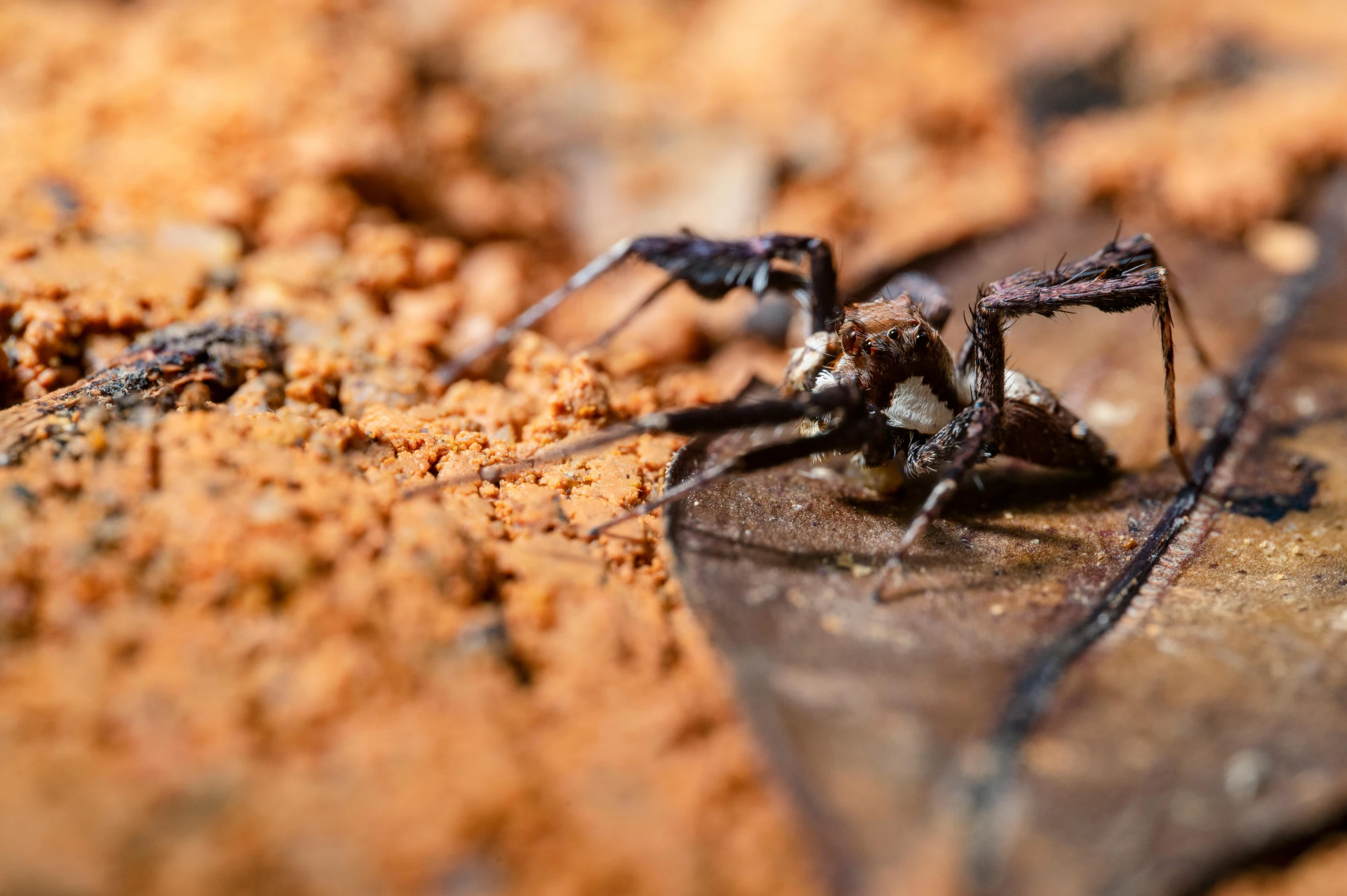 a large brown spider standing on top of a wooden surface