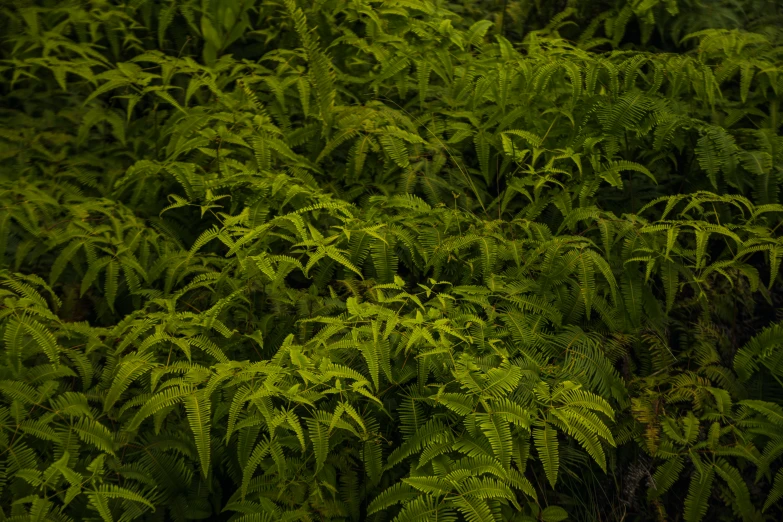 some green plants with white stripes on it