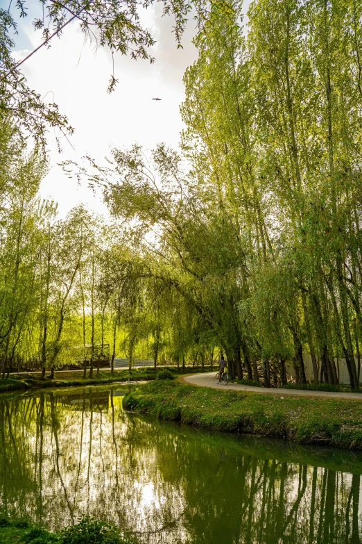 some trees over water with benches and trees in the background