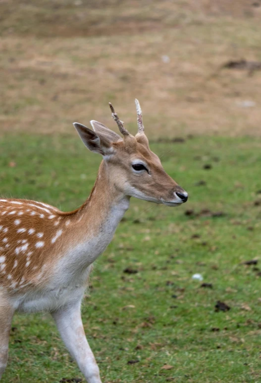 an image of a deer that is walking around